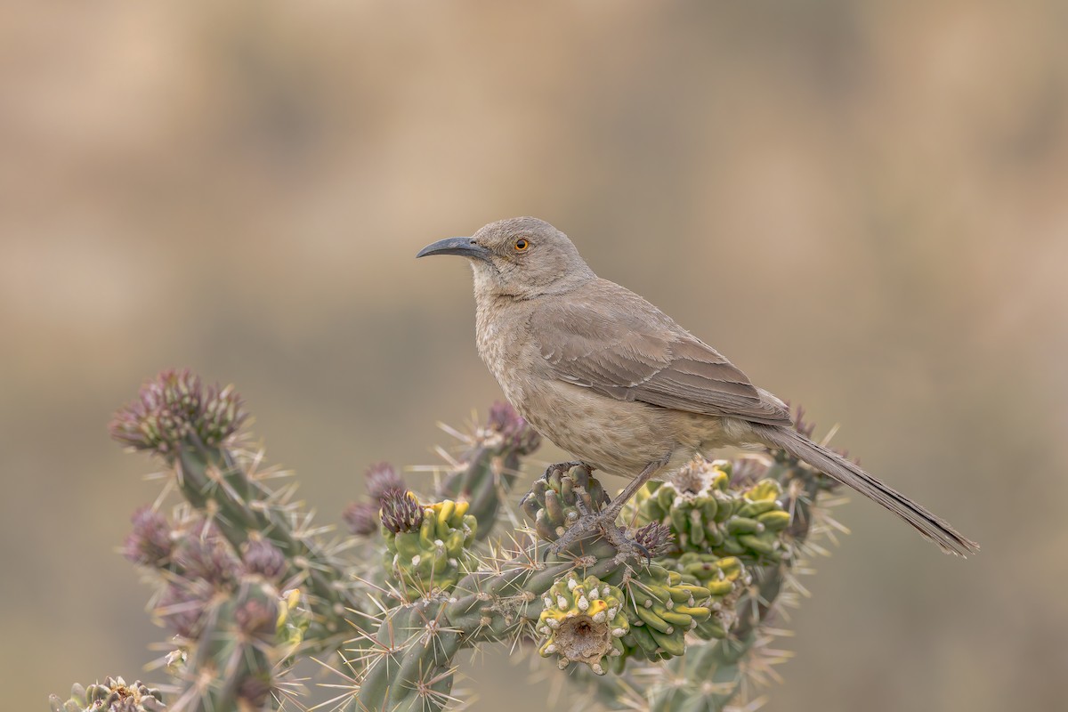 kaktusspottefugl (curvirostre gr.) - ML655903138