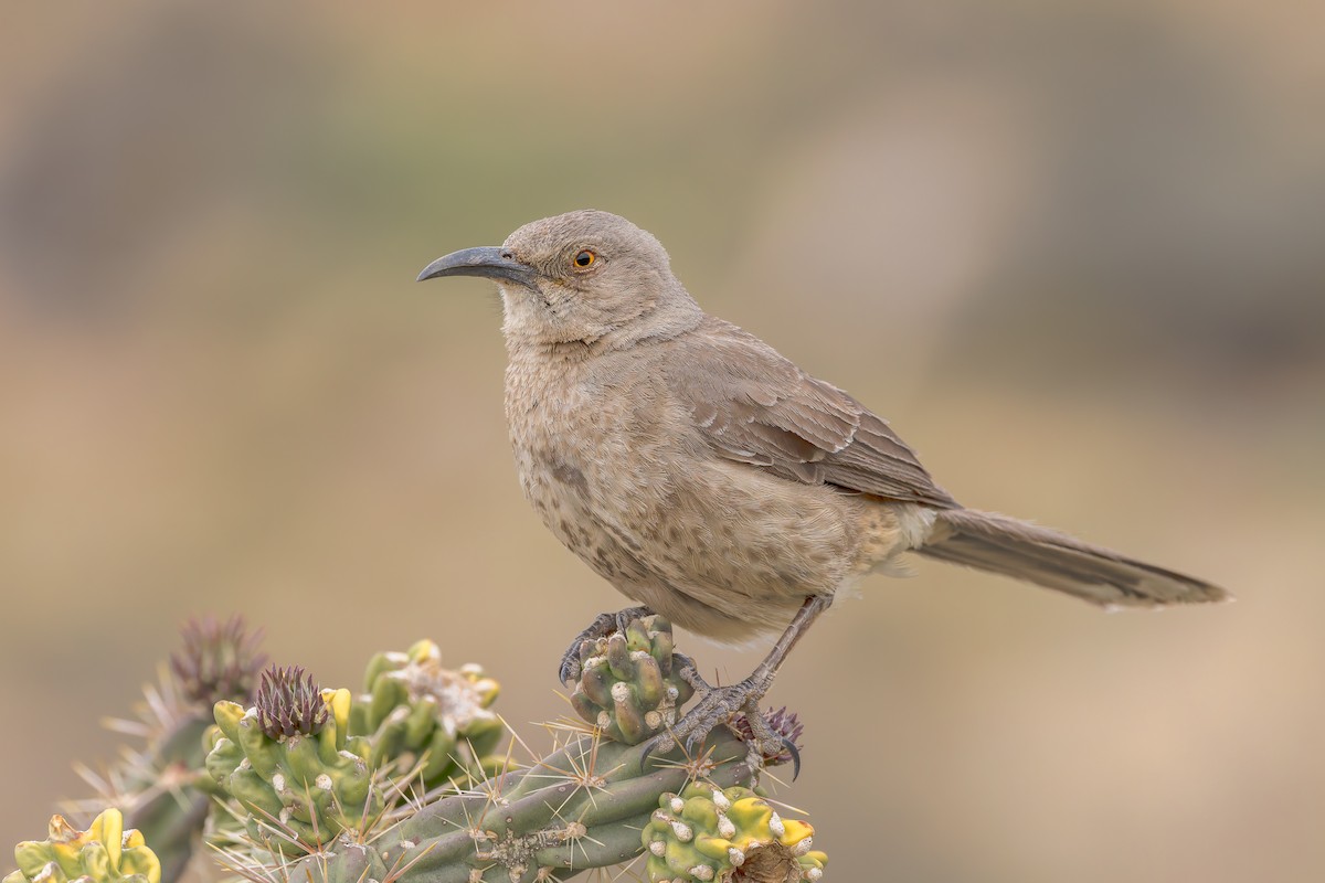 kaktusspottefugl (curvirostre gr.) - ML655903146