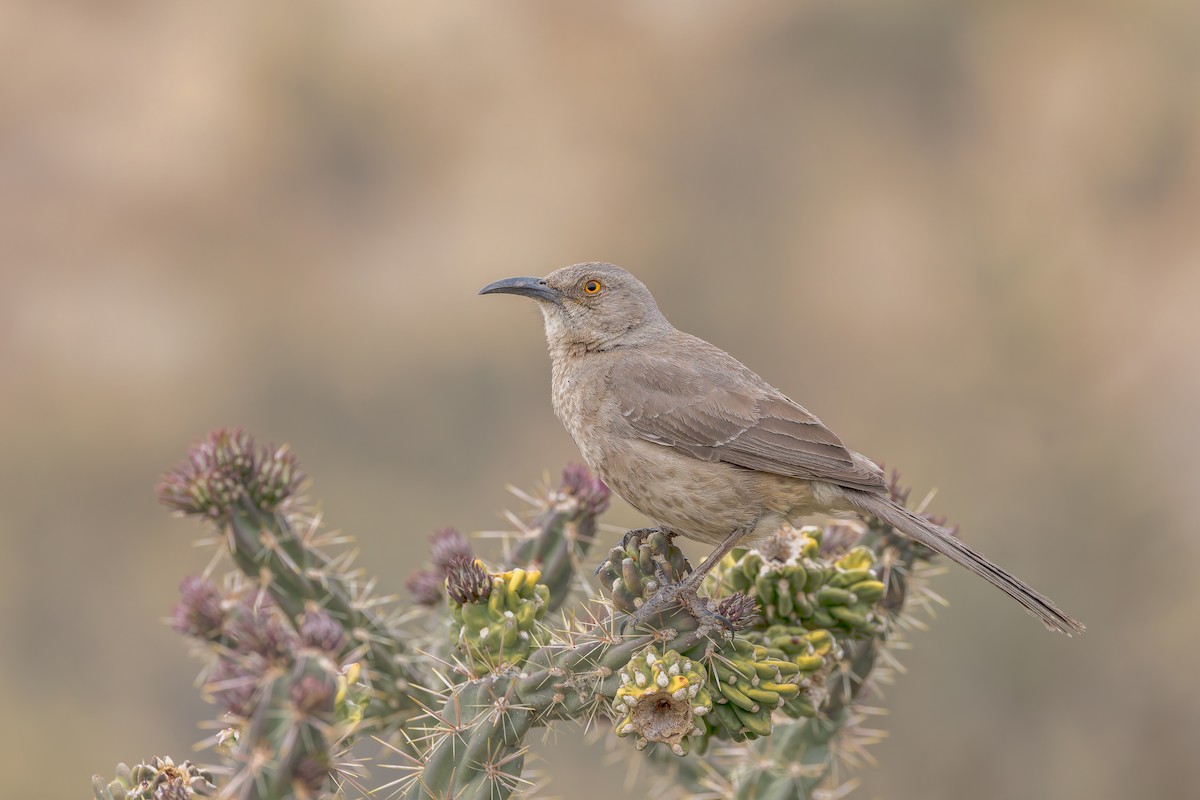 kaktusspottefugl (curvirostre gr.) - ML655903154