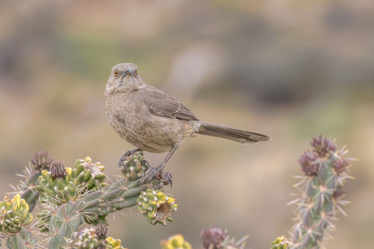 Curve-billed Thrasher (curvirostre Group) - ML655903158