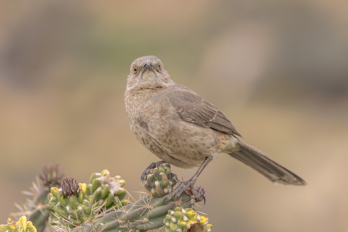 Curve-billed Thrasher (curvirostre Group) - ML655903168