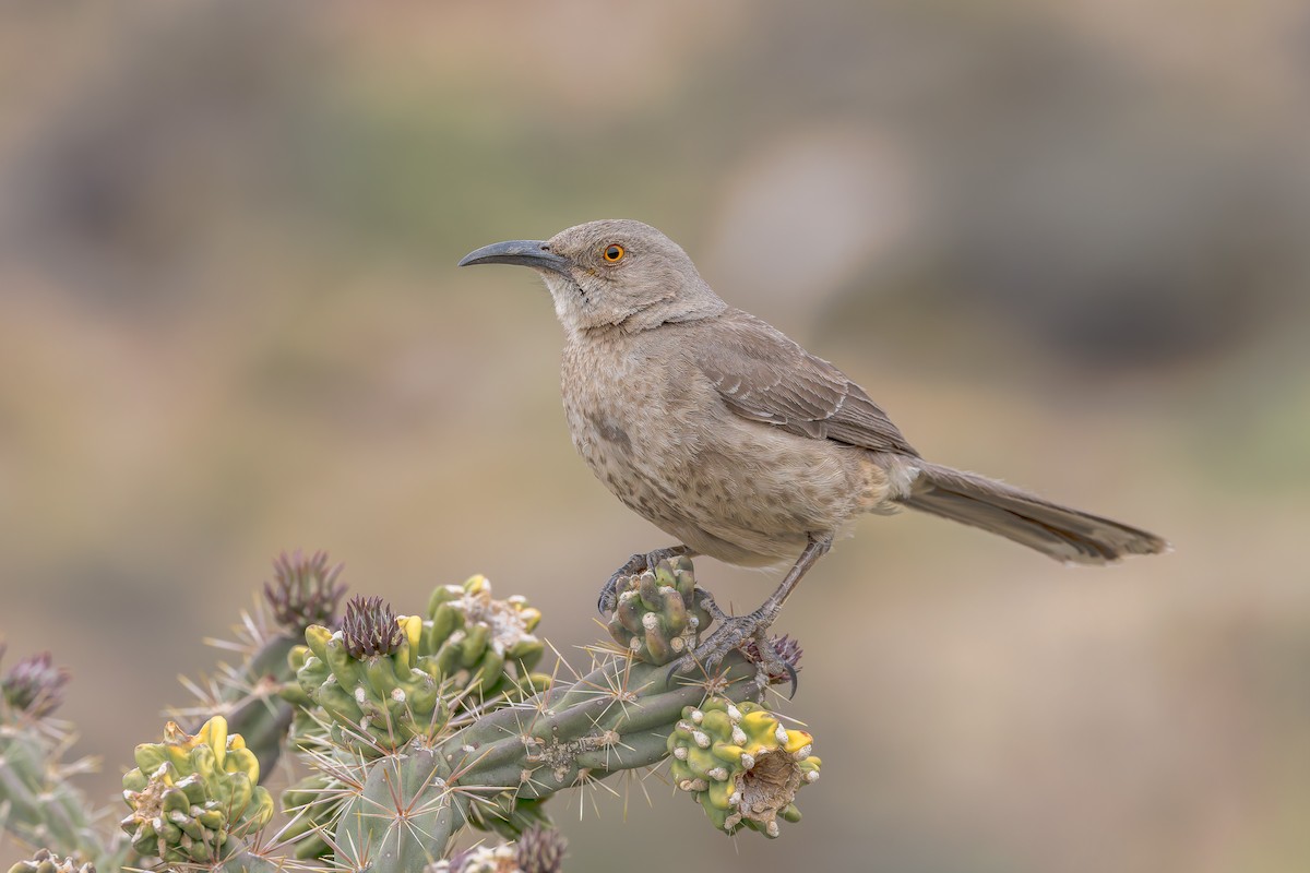 Curve-billed Thrasher (curvirostre Group) - ML655903175