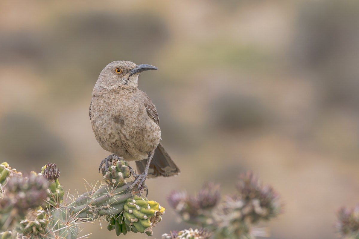 Curve-billed Thrasher (curvirostre Group) - ML655903177