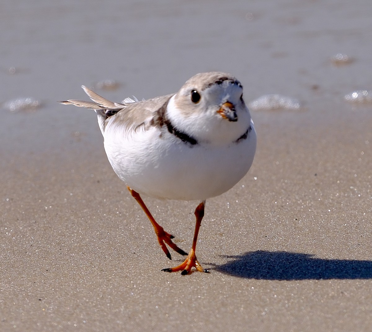 Piping Plover - ML655903877