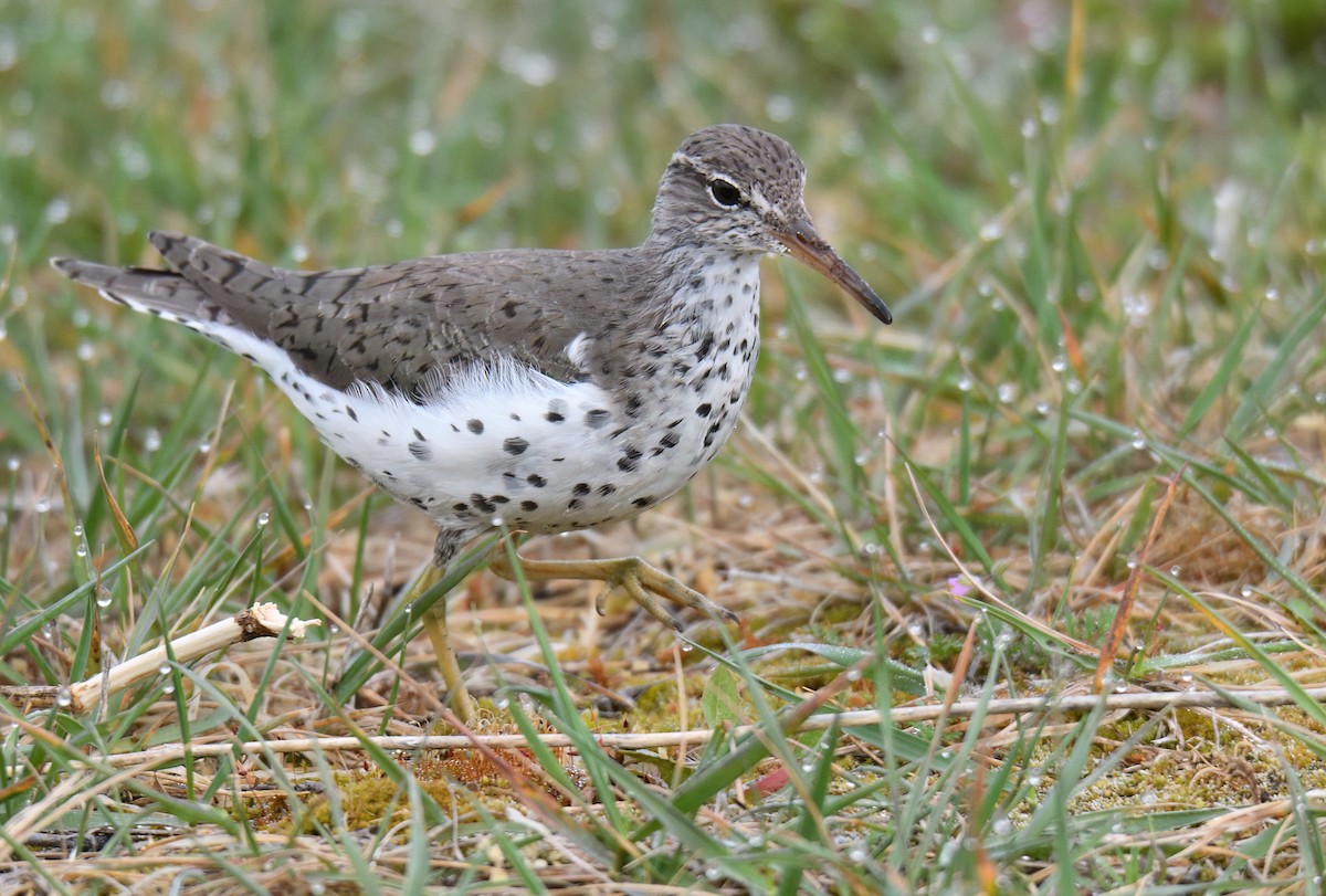 Drosseluferläufer - ML655904526