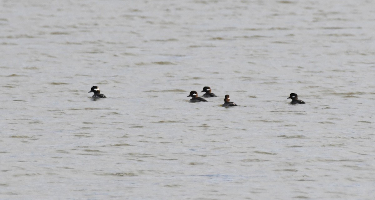 Bufflehead - ML655904778