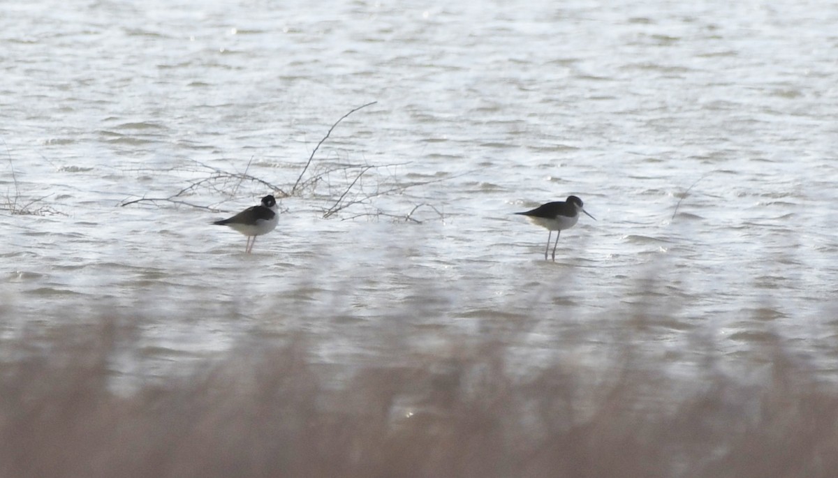 Black-necked Stilt - ML655904904