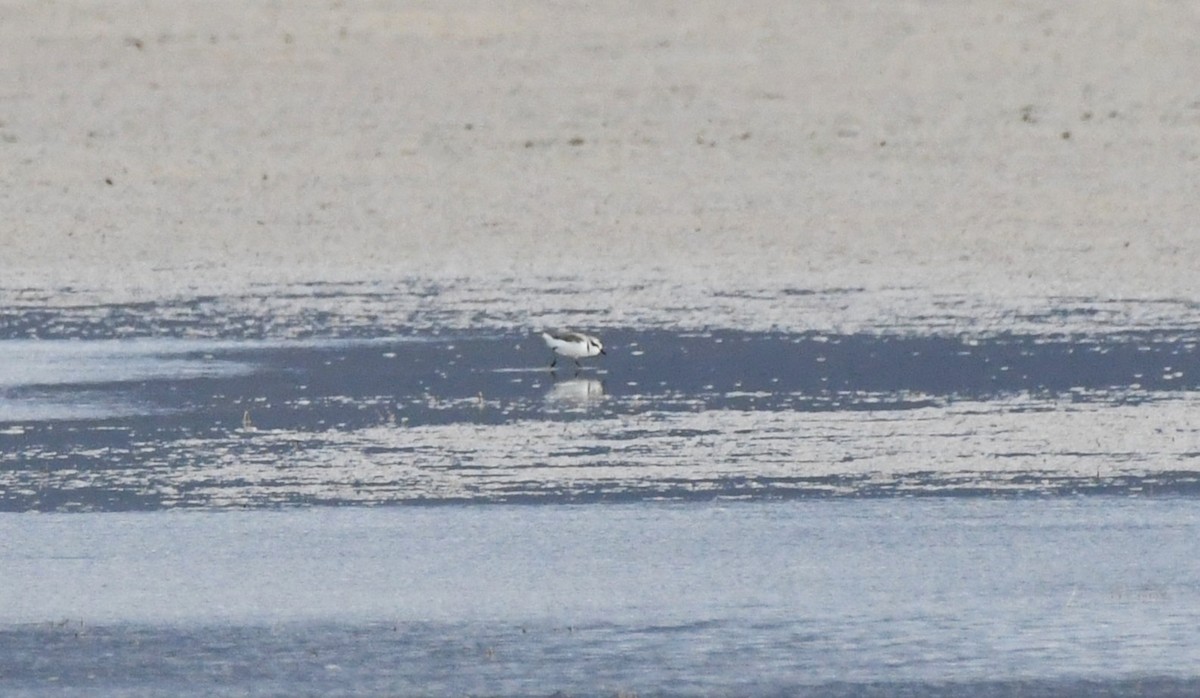 Snowy Plover - ML655904932