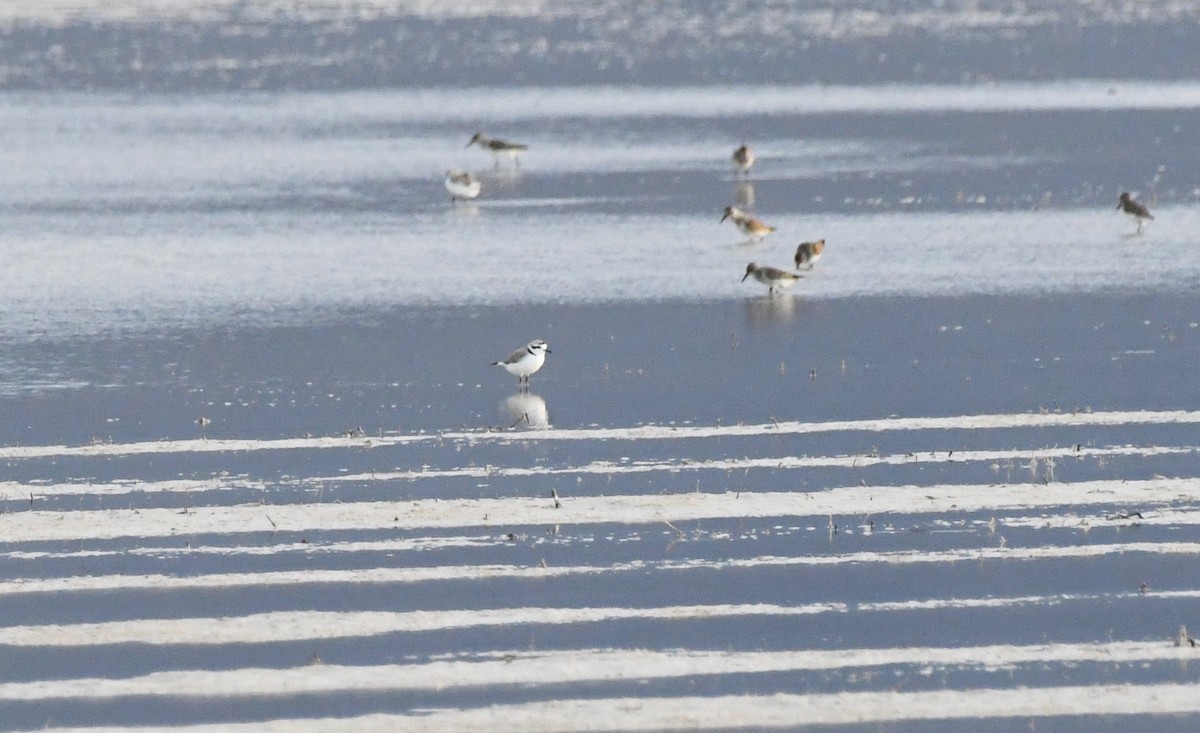 Snowy Plover - ML655904933
