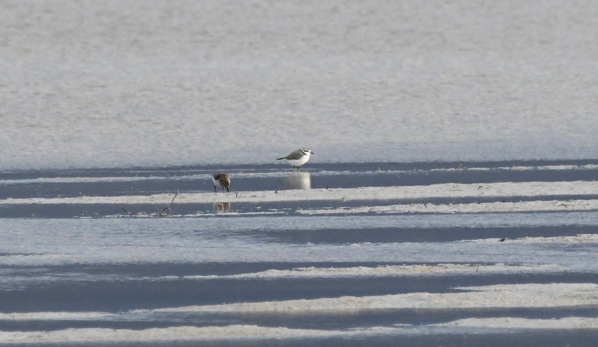 Snowy Plover - ML655904934