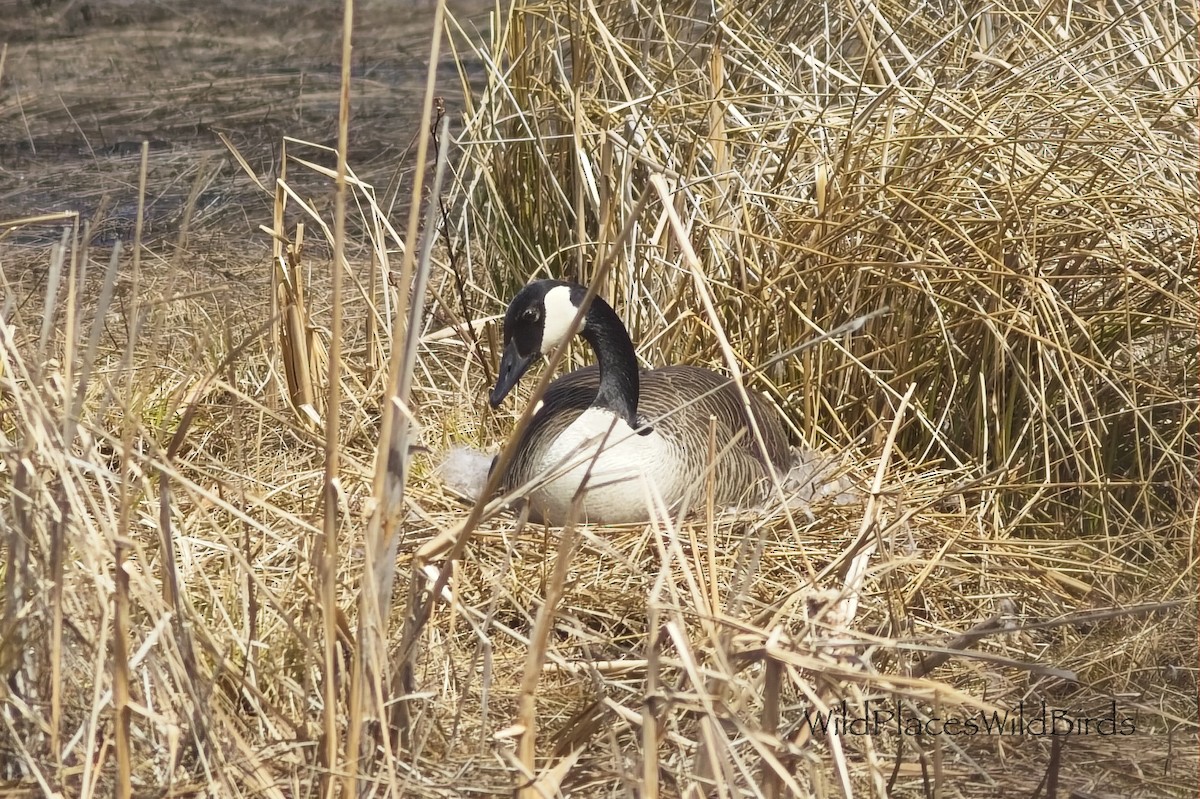 Branta kanadar handia - ML655905198