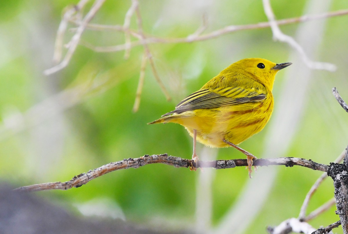 Northern Yellow Warbler - ML655905320