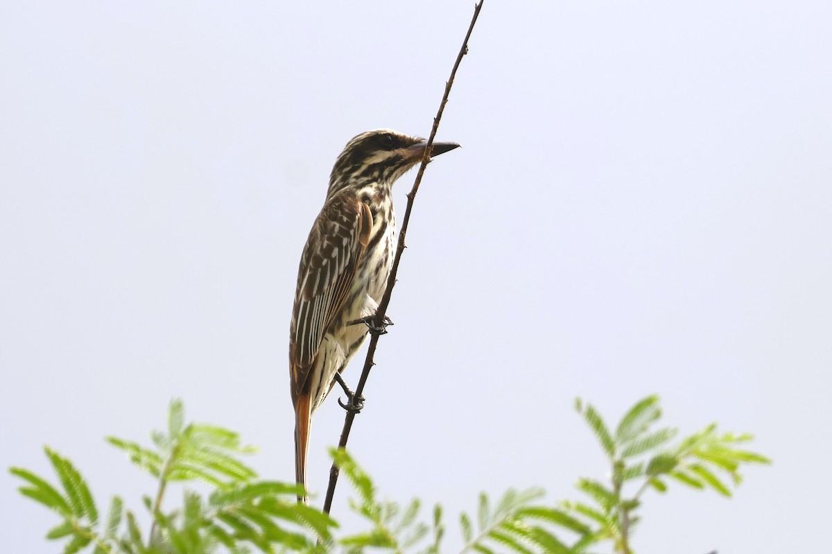 Streaked Flycatcher - ML655906894