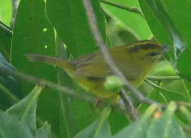 Choco Warbler - ML655907196