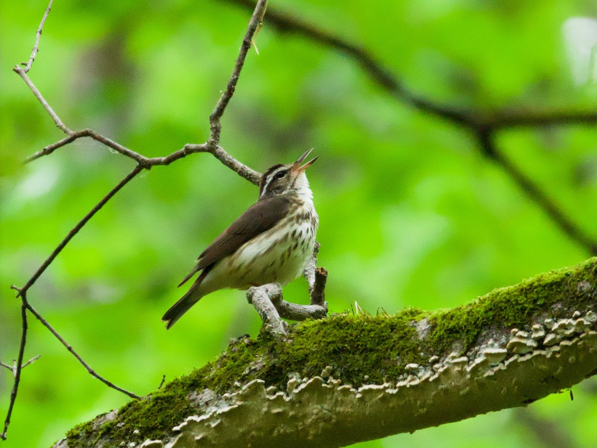 Louisiana Waterthrush - ML655907956