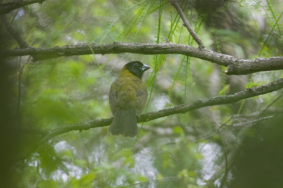 Crimson-collared Grosbeak - ML655909220