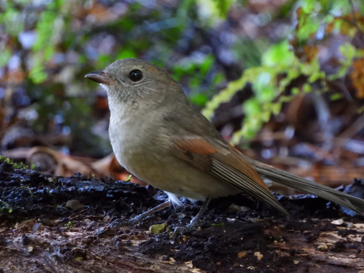 Golden Whistler - ML655913808