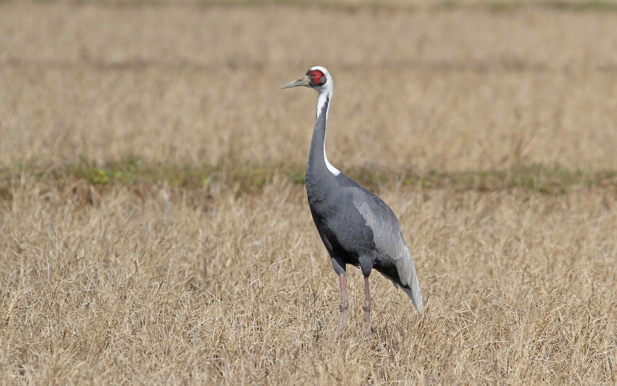 White-naped Crane - ML65591681