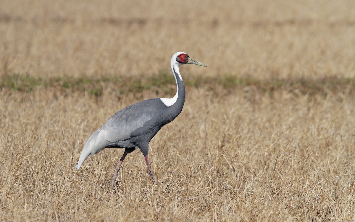 White-naped Crane - Christoph Moning