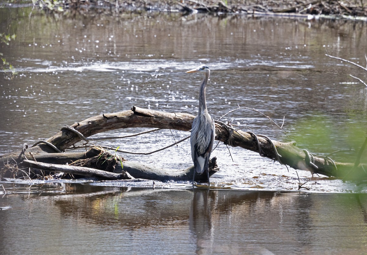 eBird Checklist - 26 Apr 2026 - Paulinskill River WMA / Hyper Humus IBA ...