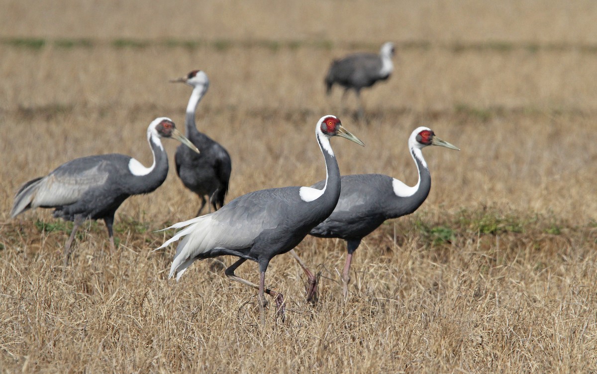 White-naped Crane - ML65591721