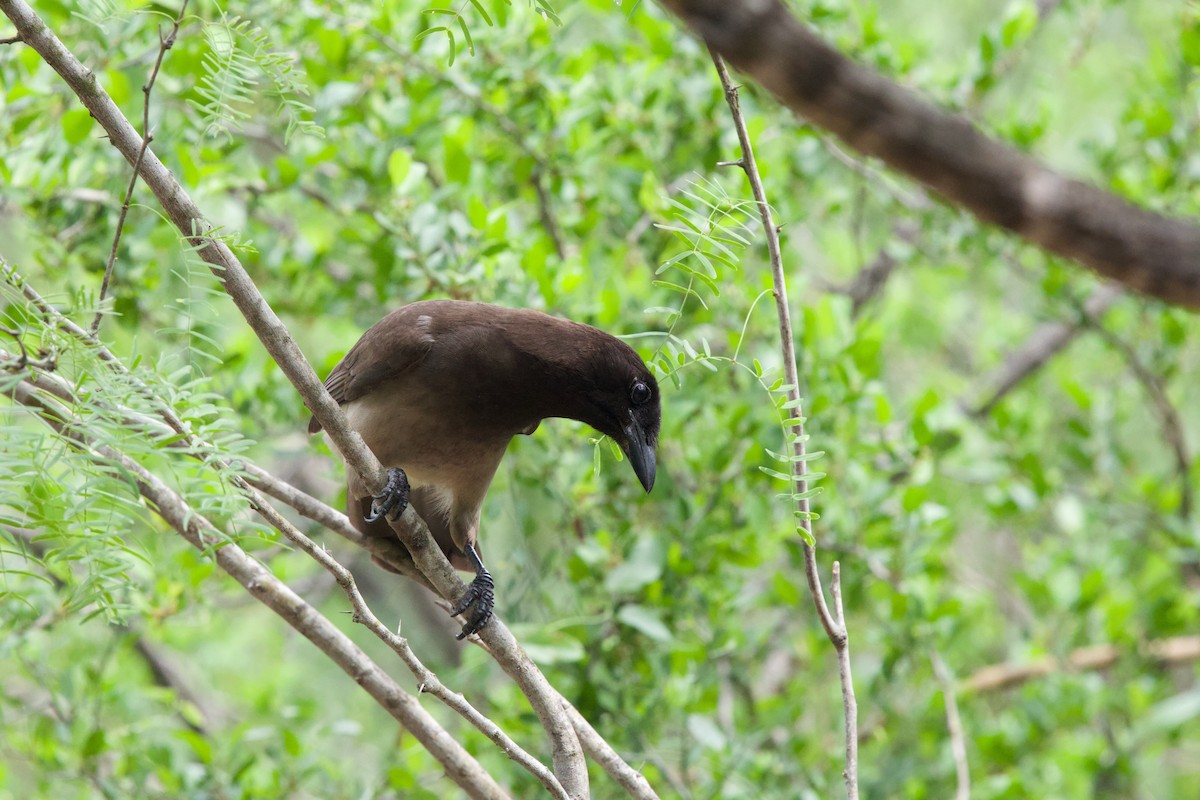 Brown Jay - ML655918897