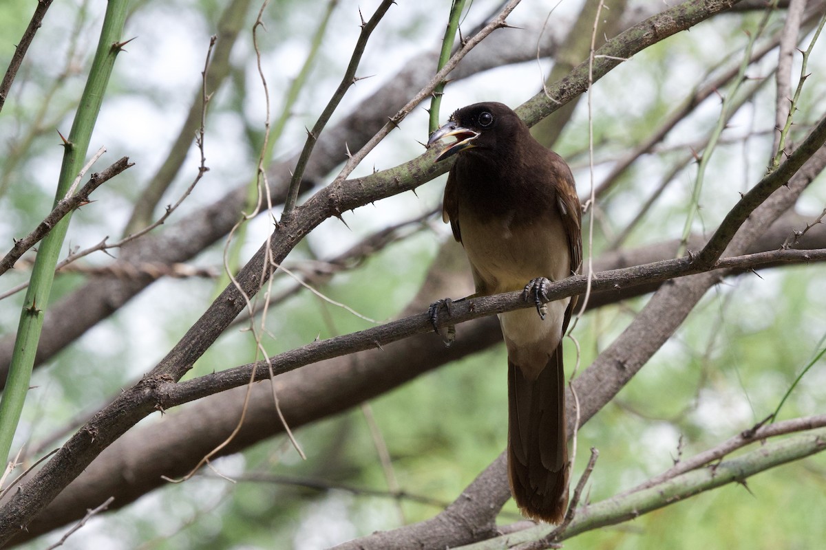 Brown Jay - ML655918925