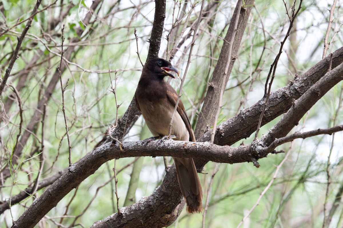 Brown Jay - ML655918927
