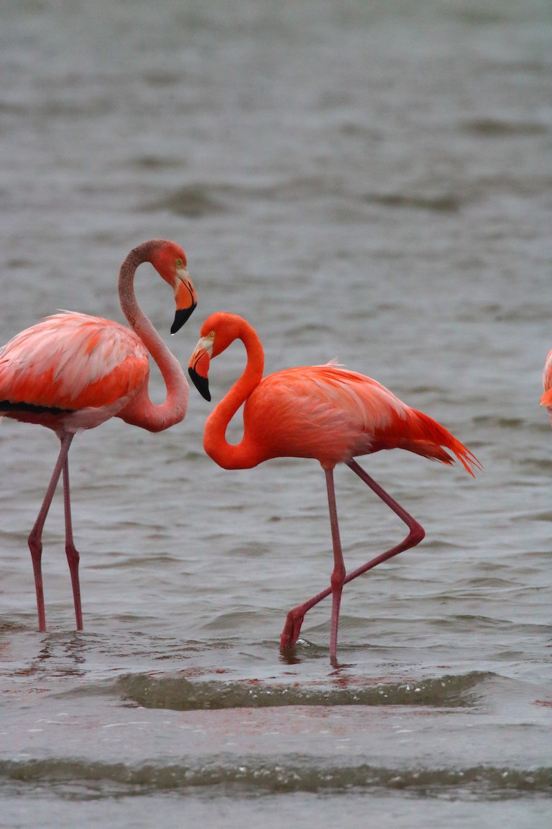 American Flamingo - ML655919917