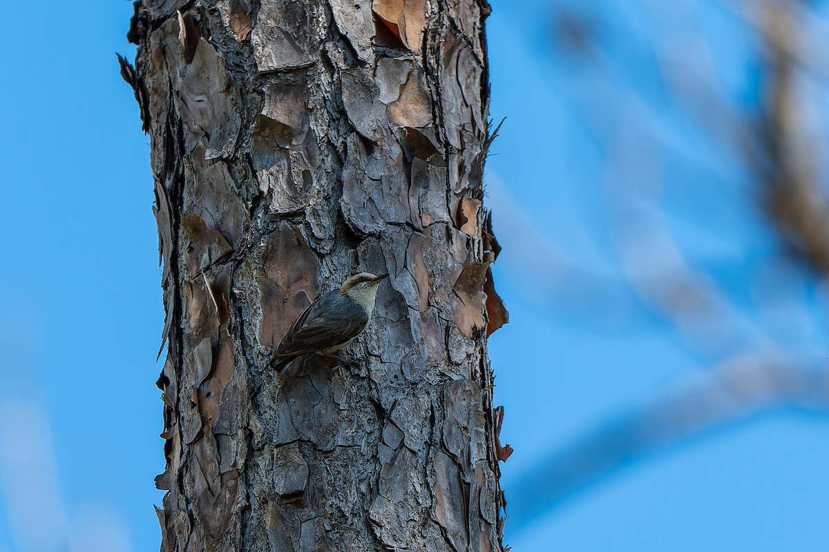 Brown-headed Nuthatch - ML655921800