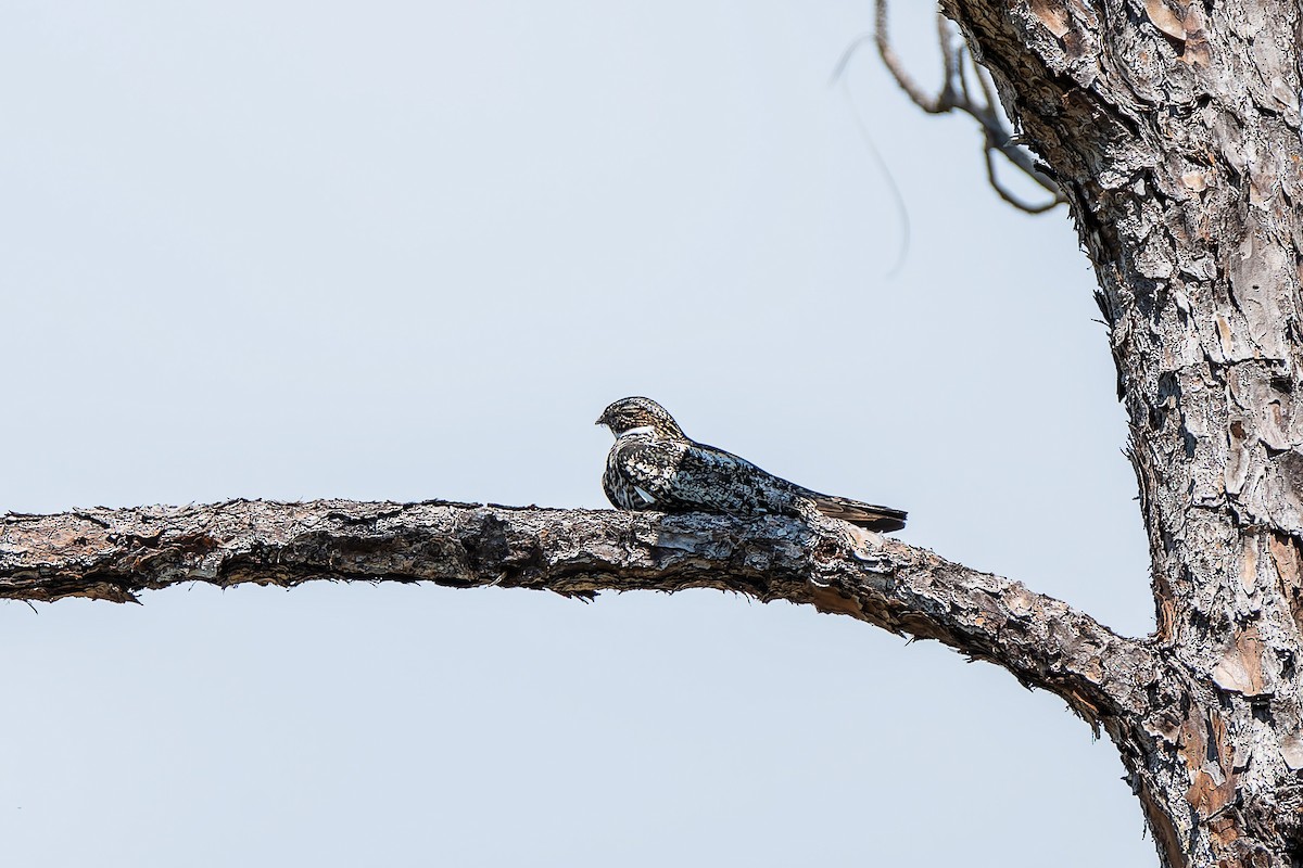 Common Nighthawk - ML655921806