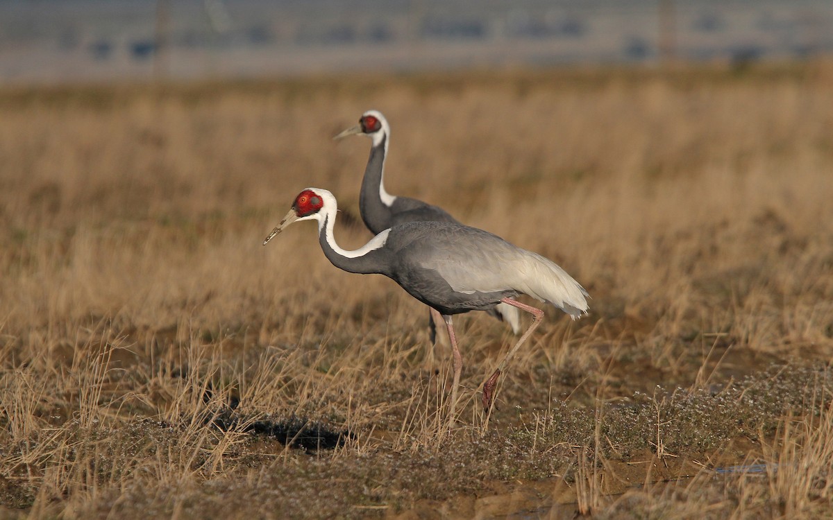 White-naped Crane - Christoph Moning