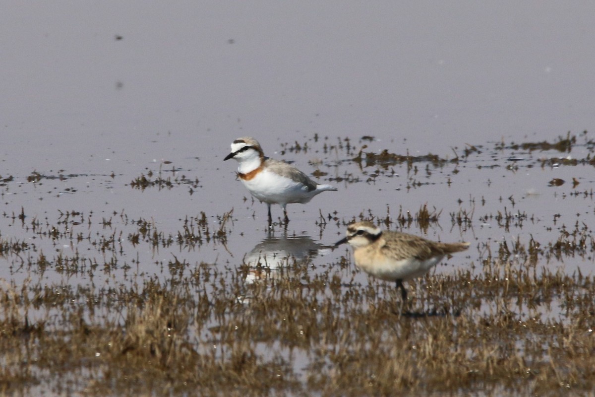 Chestnut-banded Plover - Wigbert Vogeley