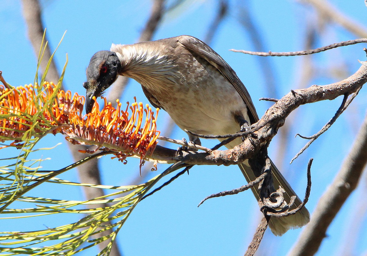 Noisy Friarbird - ML65592381