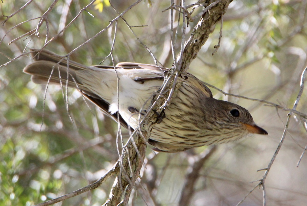 Rufous Whistler - ML65592391