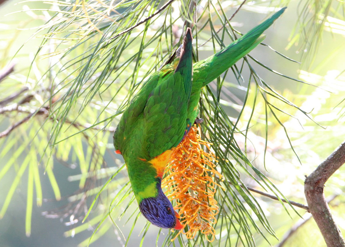 Rainbow Lorikeet - ML65592471