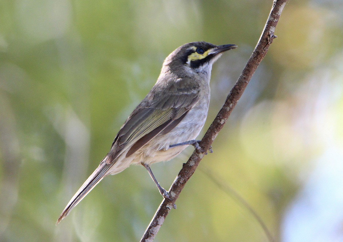 Yellow-faced Honeyeater - ML65592531