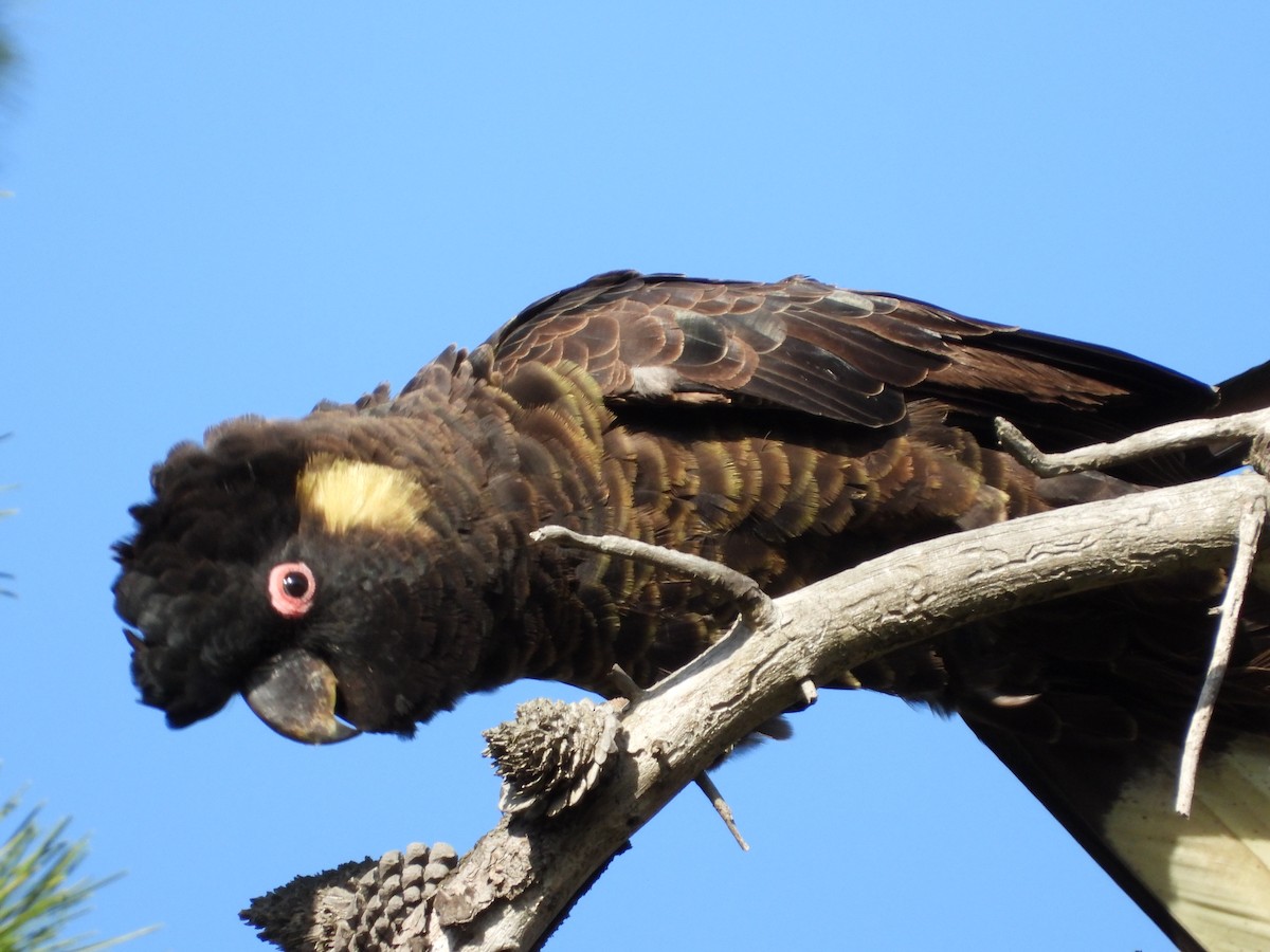 Yellow-tailed Black-Cockatoo - ML655925713