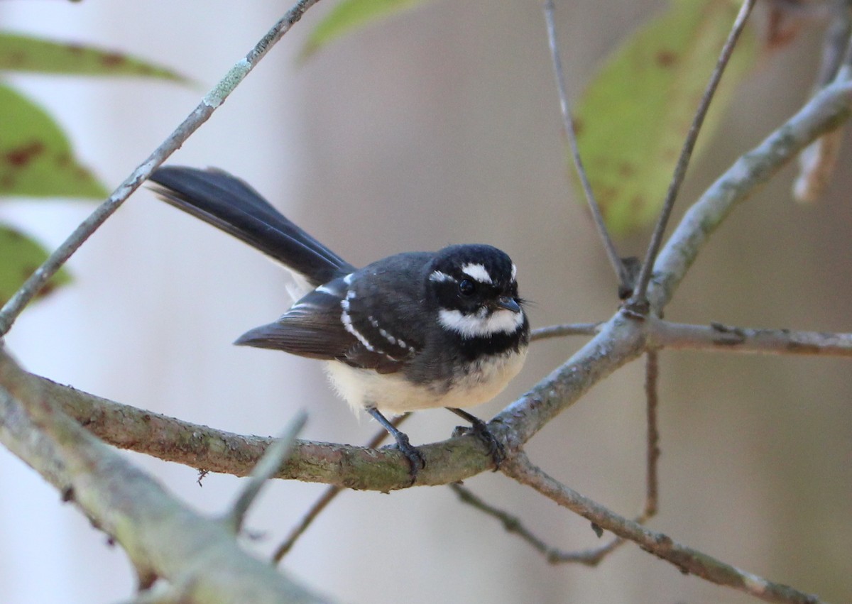 Gray Fantail - ML65592581