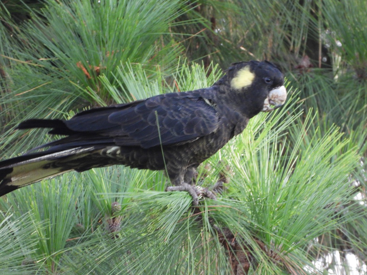 Yellow-tailed Black-Cockatoo - ML655925867