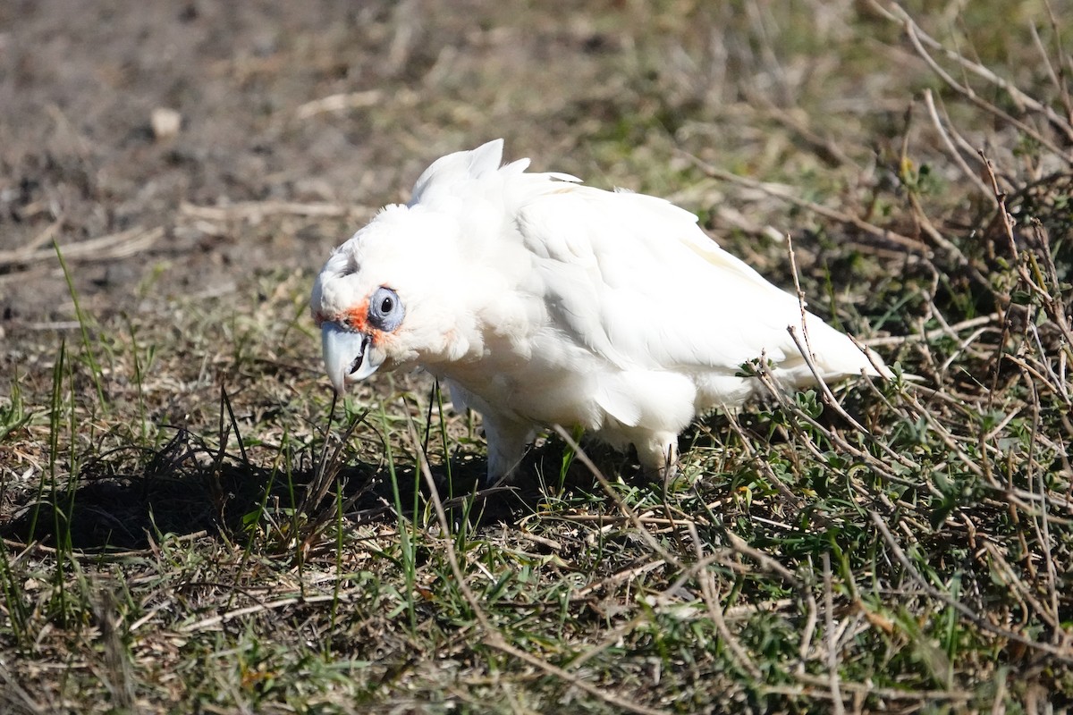 Какаду червонолобий - ML655926383