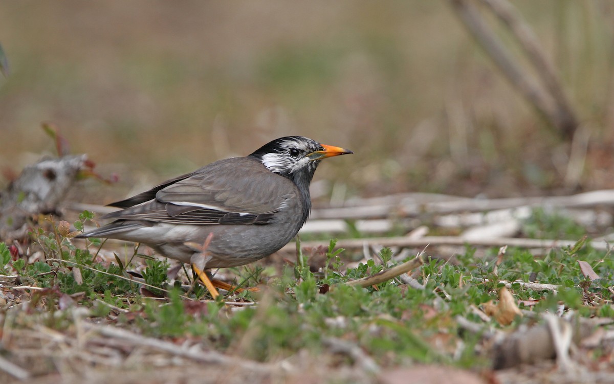 White-cheeked Starling - Christoph Moning