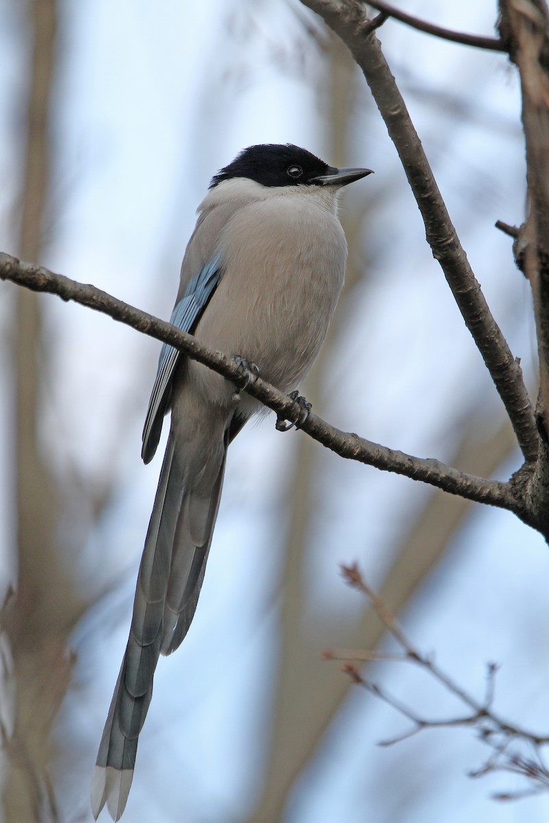 Azure-winged Magpie (Japanese) - ML65592971