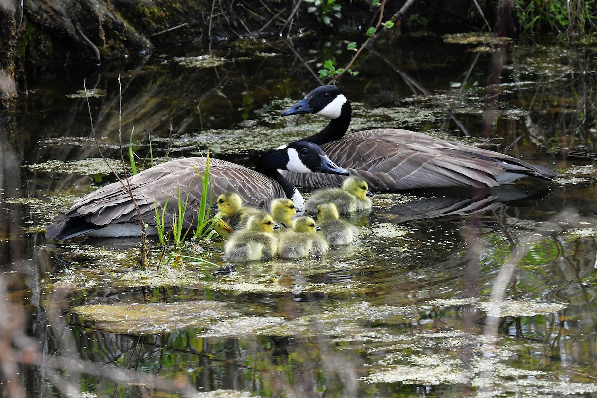 eBird Checklist - 26 Apr 2026 - Montezuma NWR--South Spring Pool - 25 ...