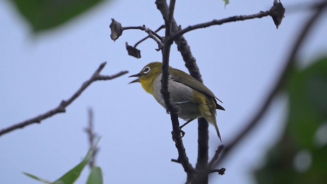 メジロ - eBird