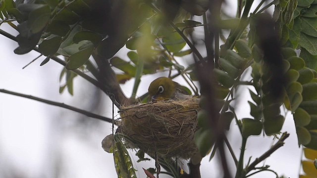 メジロ - eBird