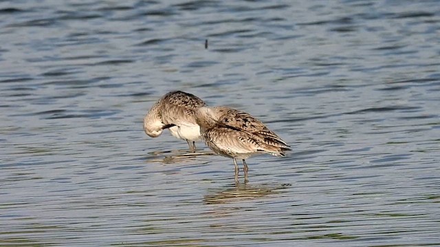 Willet - ML655932342