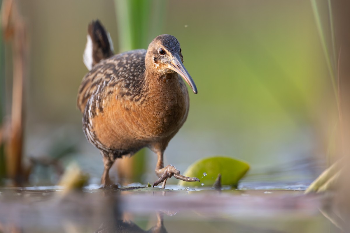 King Rail - ML655932892