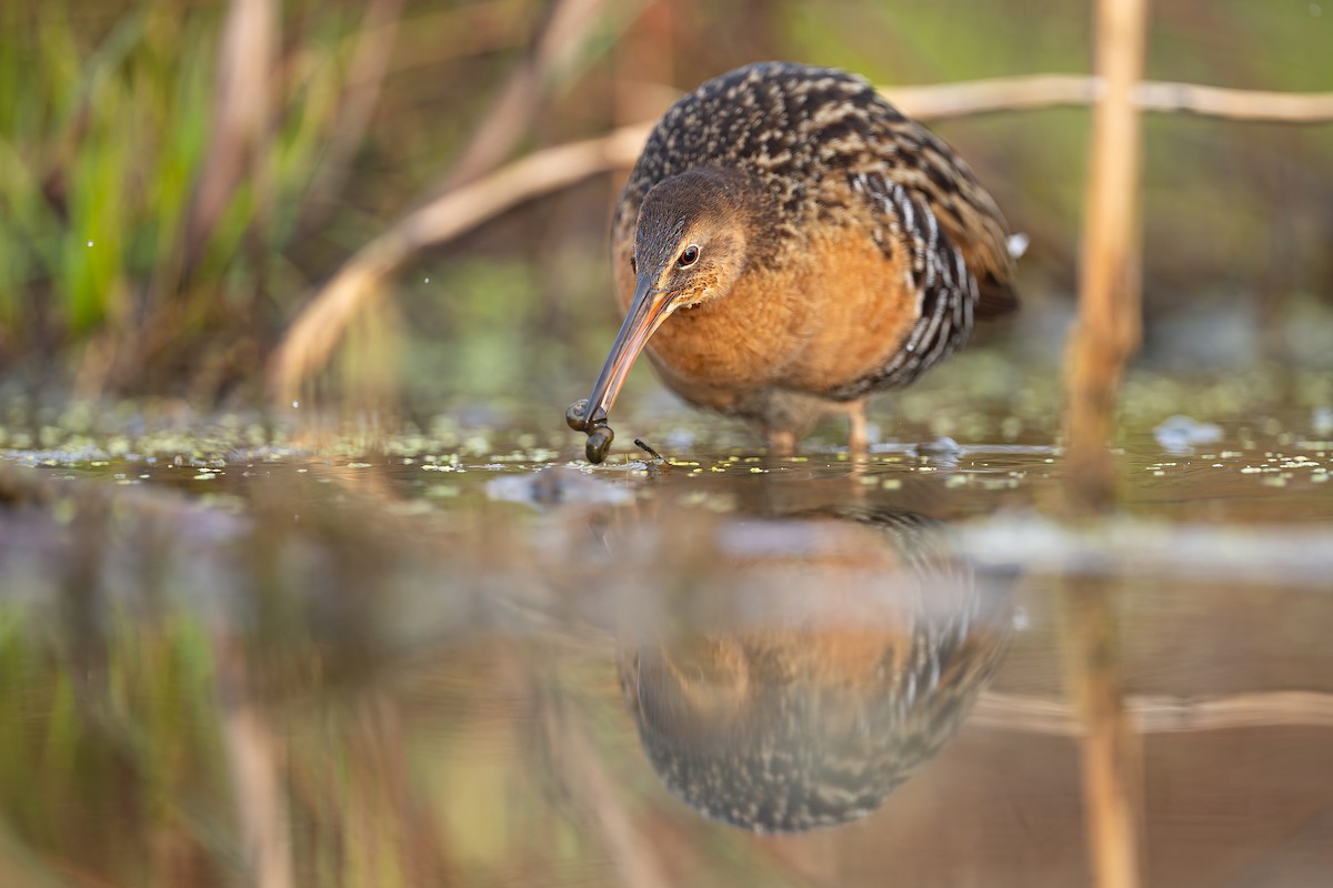King Rail - ML655932893