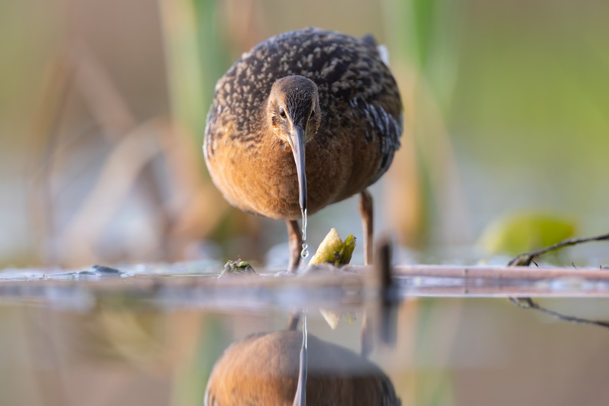 King Rail - ML655932894
